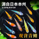 观赏鱼精品观背青鳉耐活好养冷水鱼天使之翼小鱼活生命力强不打氧