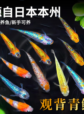 观赏鱼精品观背青鳉耐活好养冷水鱼天使之翼小鱼活生命力强不打氧
