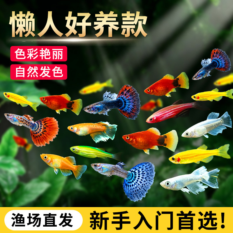 观背青鳉冷水不打氧新手好养