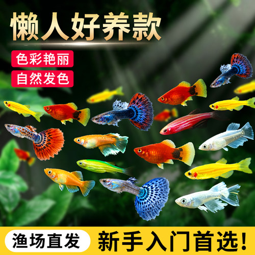 观背青鳉冷水不打氧新手好养