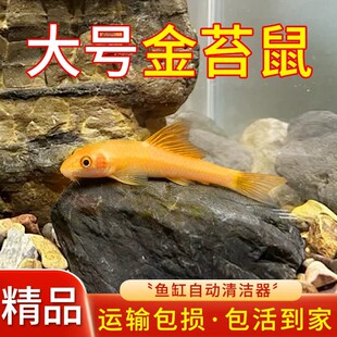 金苔鼠观赏鱼清道夫除藻底栖鱼缸清洁工具吃粪便黄金泥鳅好养耐活