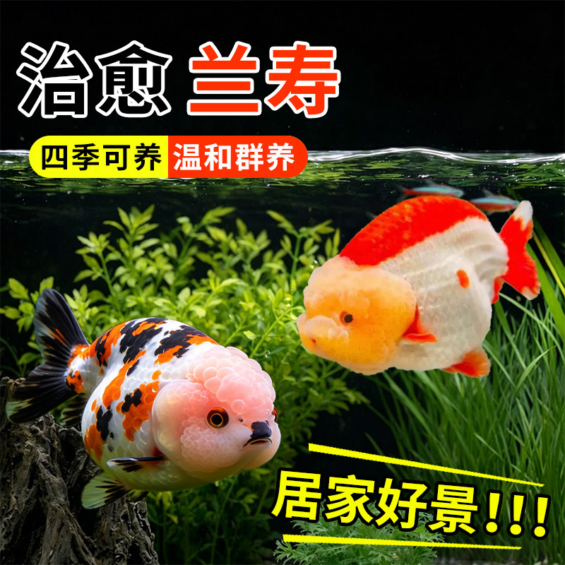 兰寿金鱼活体冷水好养不加温