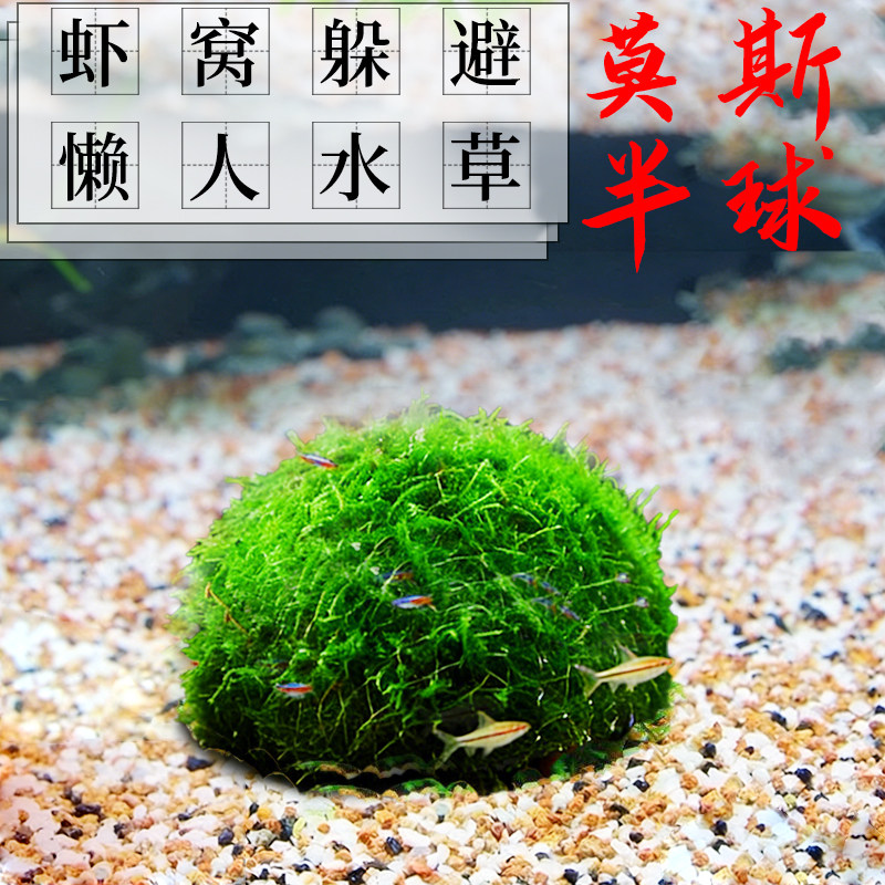 鱼缸水草专用造景莫斯净化水质小鱼躲避免打理养不死的孔雀鱼全套