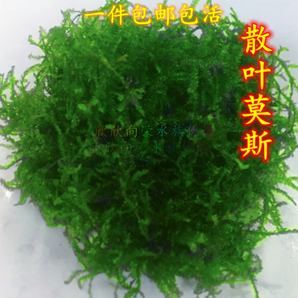 散装莫斯水草包邮水草植物真草鱼缸水草造景无土懒人三角莫斯水草