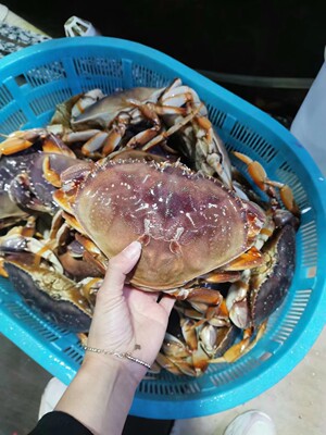 珍宝蟹大螃蟹肉多新鲜