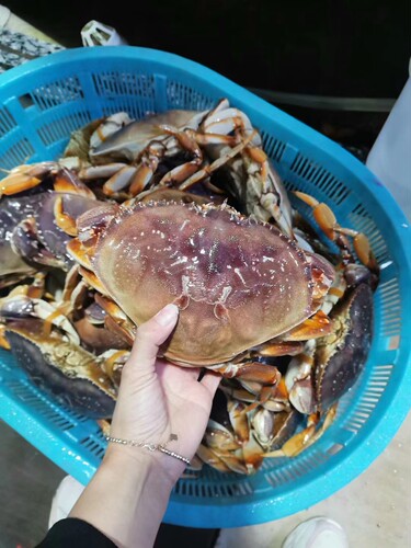 珍宝蟹大螃蟹肉多新鲜