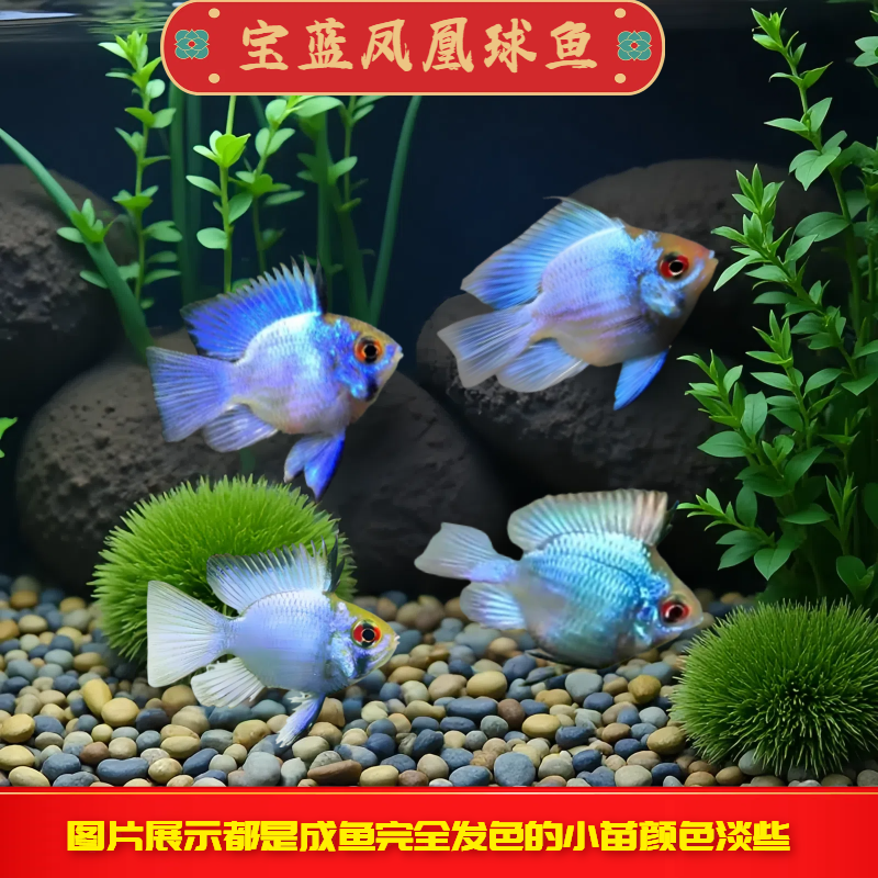 宝蓝凤凰球鱼短鲷鱼金波子鱼热带观赏鱼淡水小型鱼活体草缸可混养