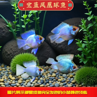 宝蓝凤凰球鱼短鲷鱼金波子鱼热带观赏鱼淡水小型鱼活体草缸可混养