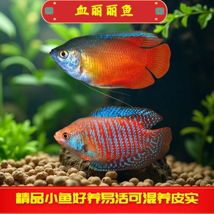 血丽丽鱼草缸淡水鱼五彩丽丽练手鱼宠物鱼好养耐活不打氧气观赏鱼