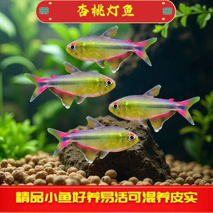 杏桃灯草缸灯鱼橙尾杏桃灯热带鱼南美灯鱼摩比斯热带水草缸稀有鱼