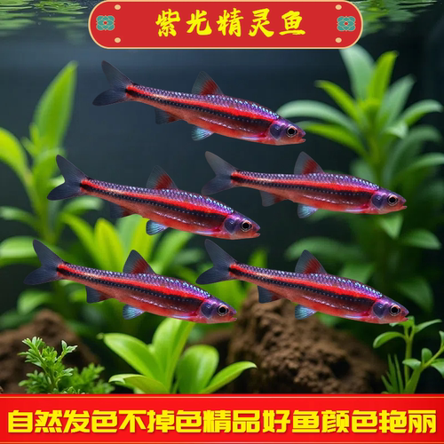 紫光精灵鱼幻彩霓虹多彩灯鱼小鱼