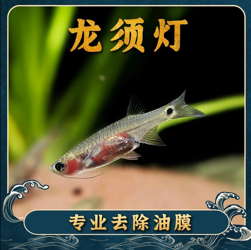 热带鱼龙须灯鱼淡水除油膜