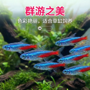 红绿灯鱼观赏鱼宝莲灯鱼热带鱼草缸群游灯科鱼小型淡水活体鱼鱼苗