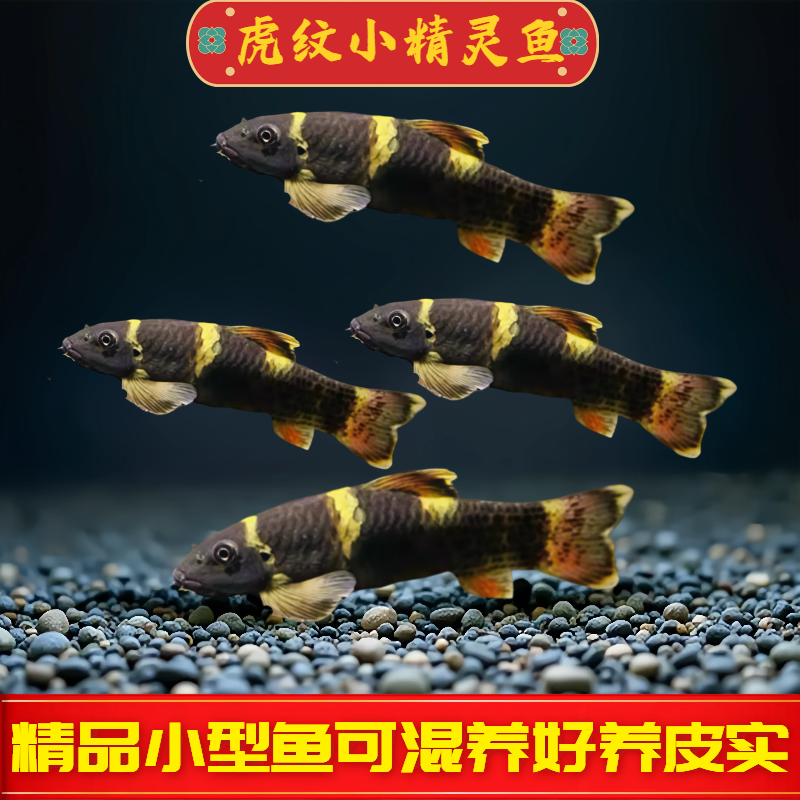 虎纹精灵鱼虎纹鱼淡水鱼