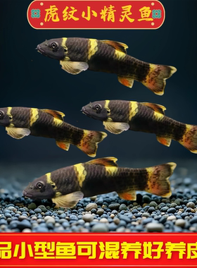 老虎小精灵鱼虎纹精灵鱼淡水进口原生溪流鱼除藻除苔小型鱼活体