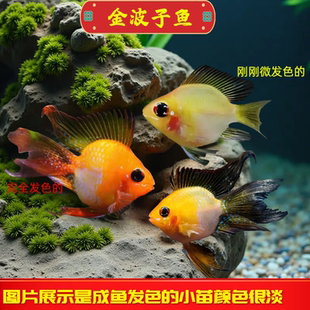 金波子鱼热带观鱼赏鱼淡水鱼凤凰鱼活体淡水小型鱼草缸可混养好养