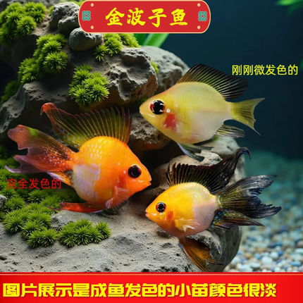 金波子鱼热带观鱼赏鱼淡水鱼凤凰鱼活体淡水小型鱼草缸可混养好养
