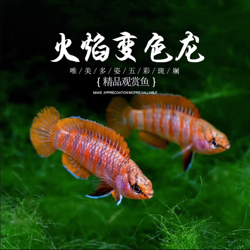 热带鱼火焰变色龙淡水观赏鱼灯鱼