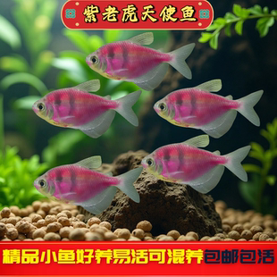 紫老虎天使鱼观赏鱼大号淡水热带鱼小型老虎天使鱼活体好养耐活