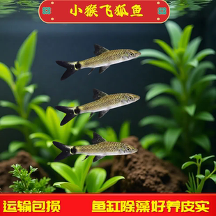 小猴飞狐鱼除藻淡水草缸观赏鱼活体专清丝藻毛藻工具鱼小型清洁鱼