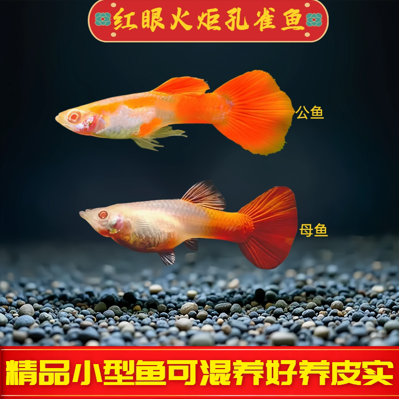 红眼火炬孔雀鱼热带鱼燕尾鱼精品活体小型观赏鱼可混养好养红孔雀