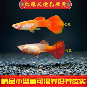 红眼火炬孔雀鱼热带鱼燕尾鱼精品活体小型观赏鱼可混养好养红孔雀