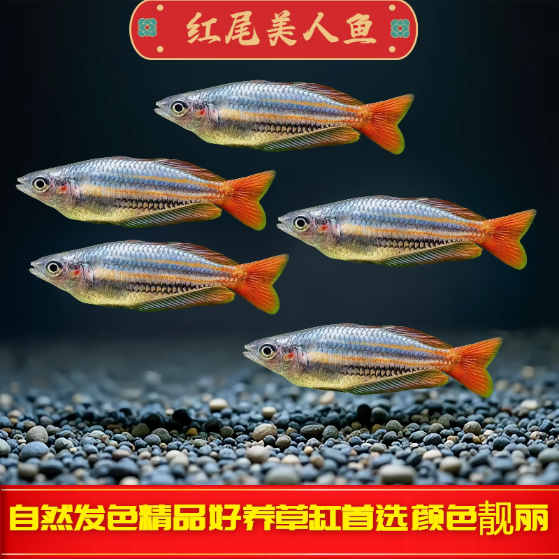 红尾美人鱼练手入门热带鱼