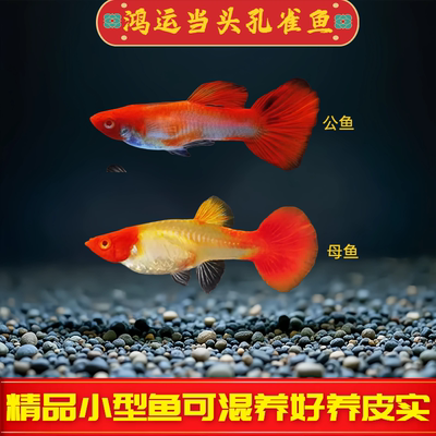 红头纯种鸿运当头孔雀鱼