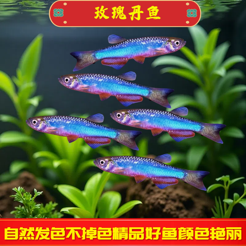 玫瑰丹鱼高端稀有鱼观赏鱼小型鱼