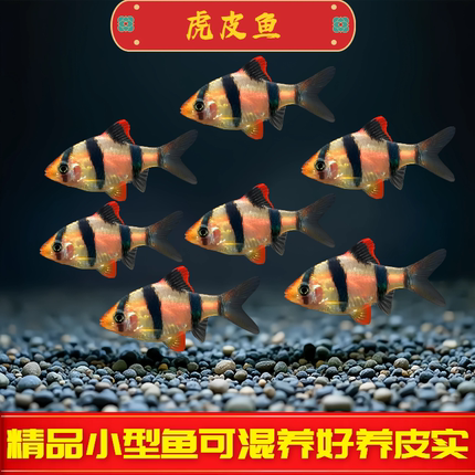 虎皮鱼热带鱼观赏鱼小型活体鱼宠物鱼耐活新手好养荧光虎皮鱼