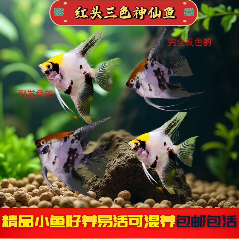 红头三色神仙鱼热带观赏鱼神仙鱼燕鱼秘鲁神仙鱼小型鱼苗活体淡水