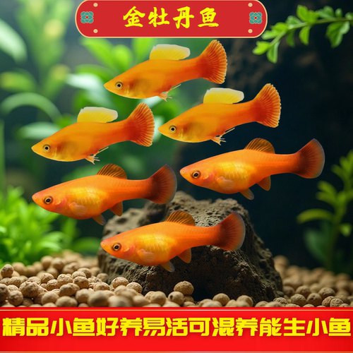金牡丹鱼观赏鱼热带鱼米奇鱼月光胎生鱼玛丽鱼红剑鱼淡水好养耐活