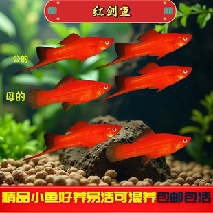 红剑鱼热带鱼观赏鱼胎生鱼玛丽鱼小鱼苗红箭鱼小型鱼好养耐活鱼苗