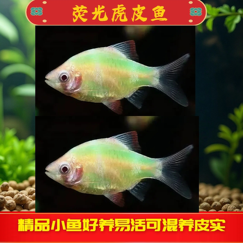 荧光虎皮鱼四间虎皮鱼耐养新手