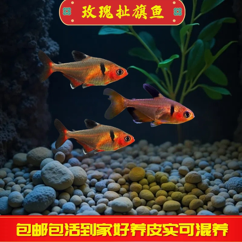 玫瑰扯旗鱼好养可混养热带观赏鱼