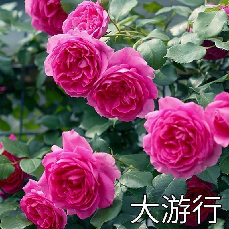 大游行藤本月季大花浓香欧月爬藤蔷薇花苗植物庭院玫瑰花卉盆栽