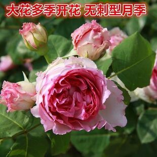 藤本罗衣无刺月季大花浓香型欧月多季节开花阳台盆栽庭院攀援植物