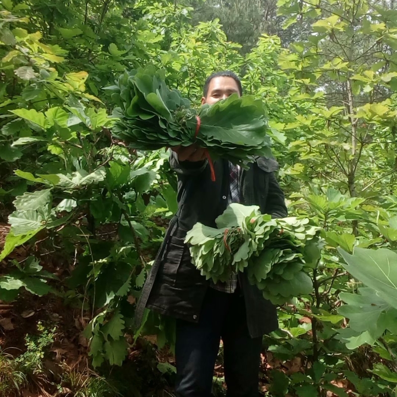 24新鲜大粽叶菠萝叶干槲叶免包邮