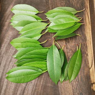 新鲜干石楠广玉兰香樟银杏梧桐飞蓬草桂花构树松树叶子片全国包邮