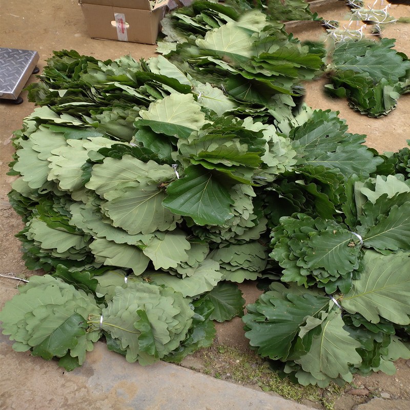 新鲜干粽树叶槲叶端午节粽子叶菠萝叶玻璃叶东北欂椤叶全国包邮