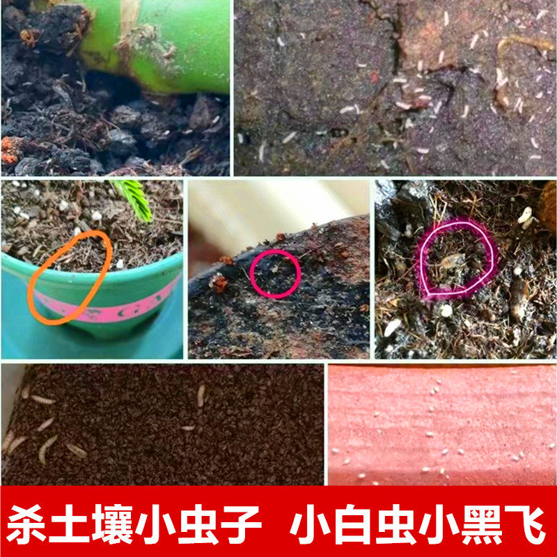 花盆土壤小飞虫烟灰虫跳虫小白虫鼠妇千足虫潮虫土里小虫蛆杀虫剂