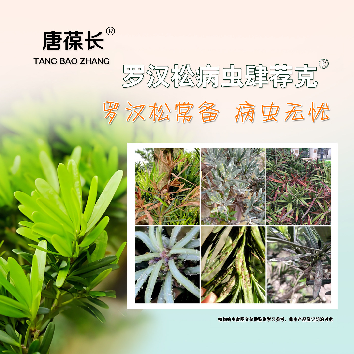 罗汉松病虫防治杀虫杀菌图片