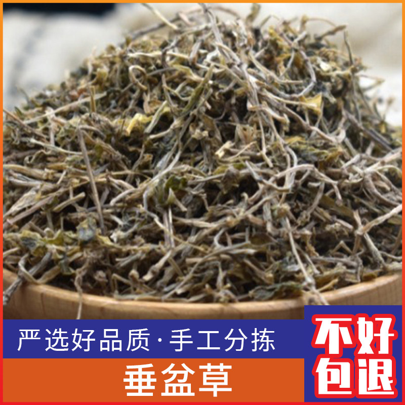 野生垂盆草500g克新鲜正品锤盆草 垂盆草茶切片干货泡茶水
