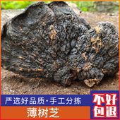 包邮 广西野生薄树芝精选新鲜树灵芝 薄盖灵芝250克干货切片