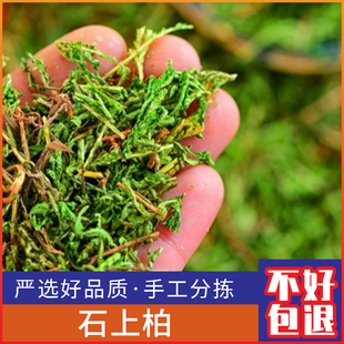 野生石上柏新鲜地柏草 地侧柏 金龙草 龙鳞草500g克干货