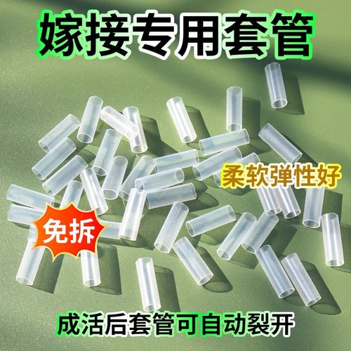 果树嫁接专用套管嫁接枝条