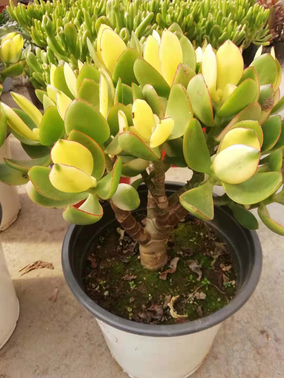 玉树吸财树招财猫寓意好多肉盆栽大老桩金枝玉叶新花月锦绿植好养