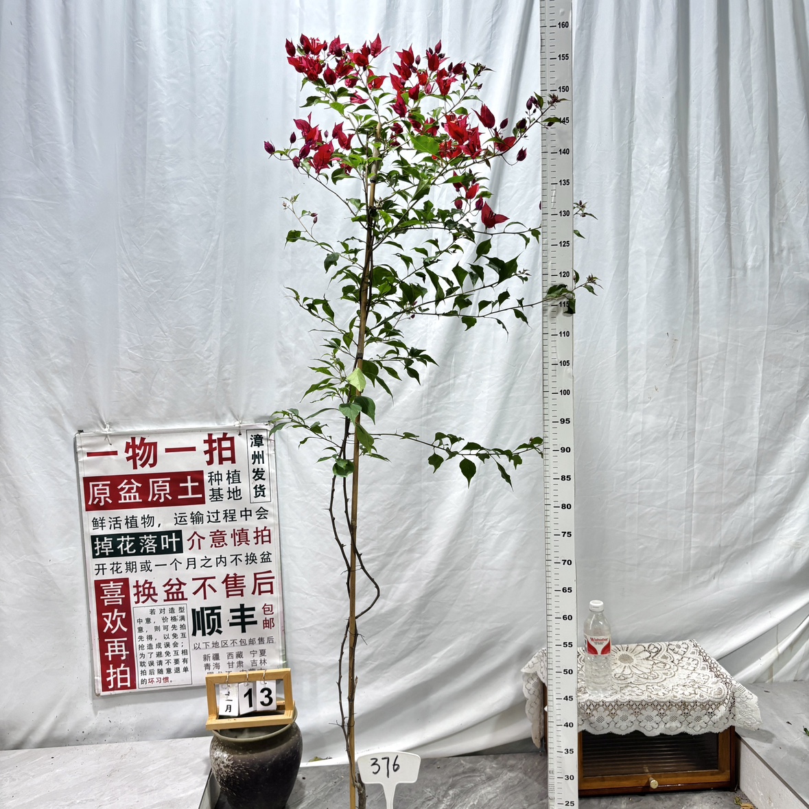 高飘【紫红桑巴】376一物一拍漳州三角梅原盆土庭院四季勤花阳台