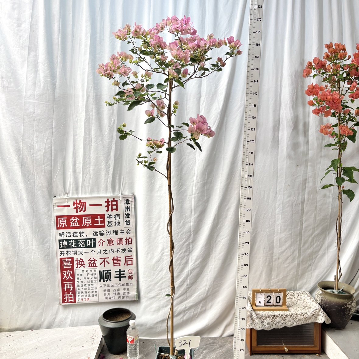 高飘方盆【绿叶五宝】327一物一拍漳州三角梅原生带盆土四季勤花,鲜花速递/花卉仿真/绿植园艺,绣球/木绣球/木本植物,淘宝优惠券,粉丝福利购,淘宝优惠卷