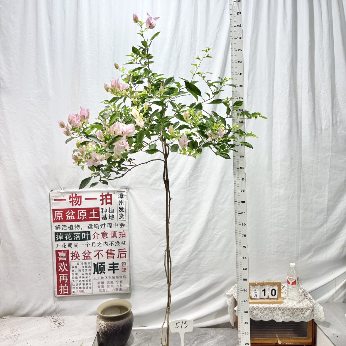 高飘【粉天使】513一物一拍漳州三角梅原生带盆土四季勤花阳台